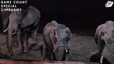 A Night Visit From Elephants! imbabwe Game-Count Special with Globe Aware (2023)