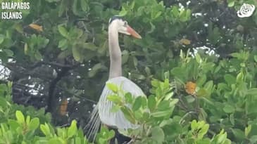 A Heron Spotted In A Mangrove! Galápagos Islands with Globe Aware