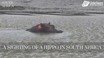 A Hippo Sighting In South Africa!