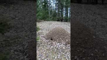 En naturfilm bara till dej!