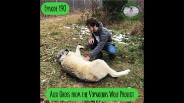 Episode 189 - Alex Gross from Voyageurs Wolf Project