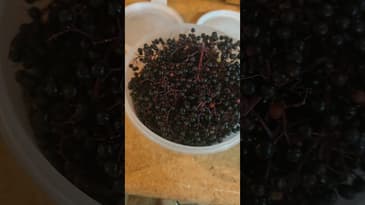 Easy way to harvest elderberries without purple fingers! #gardening #elderberries #preserving