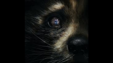 276: Guardians of the Galaxy Vol. 3 + Ant-Man and the Wasp: Quantumania