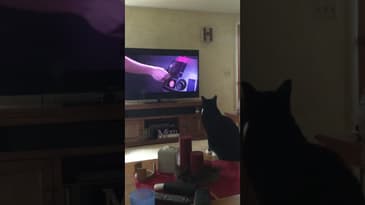 Kitty loves Star Wars #Shorts #FunnyCats