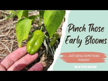 Why You Should Pinch Early Blooms From Your Vegetable Plants