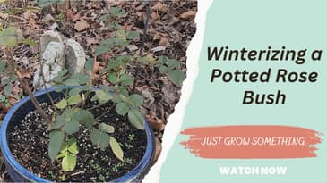 Winterizing a Potted Rose Bush in USDA Hardiness Zone 6b