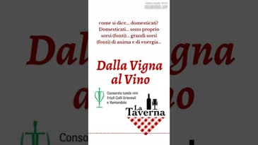 Ben Little parla di PIGNOLO nella 11a puntata di “Dalla Vigna al Vino”… #podcast #pignolo