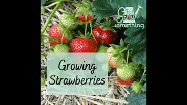 Growing Strawberries - Ep. 194