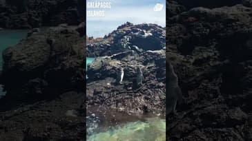 A Close Up With These Two! Galápagos Islands with Globe Aware