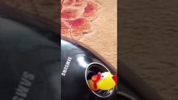 The prince of all Nuggets transforms! #dbz #nuggets