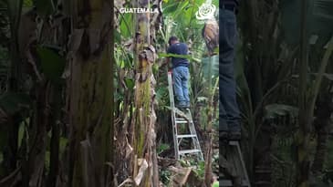 What Fruit Trees Are These?! Guatemala with Globe Aware