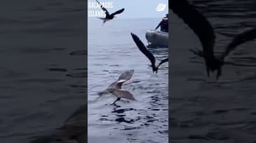 WHAT AN AMAZING SIGHT! Galápagos Islands with Globe Aware