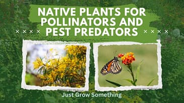 Attracting Pollinators and Predators with Native Plants - Ep. 324