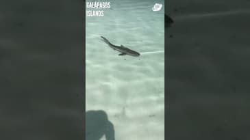 You're An Ocean Explorer (Part 5)! Galápagos Islands with Globe Aware