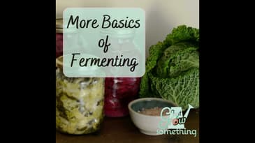 More Fermenting Basics - Focal Point Friday