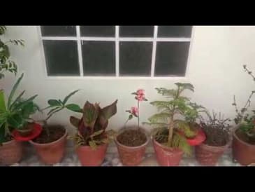 Life in Jaipur During India's Lock Down (Garden)- Globe Aware