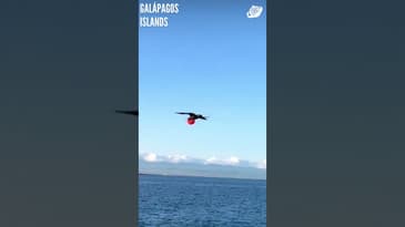 What Bird Is This!? Galápagos Islands with Globe Aware