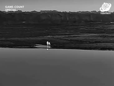 Night Vision - Hwange National Park - Game Count Zimbabwe with Globe Aware Oct 2025 Clip 9