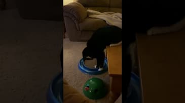 Party time #Shorts #Cats #FunnyCats