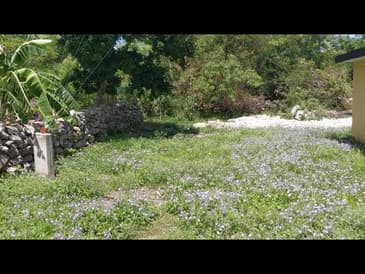 Backyard of Tzacala ( BEFORE) - Globe Aware Mexico