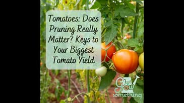 Tomatoes: To Prune or Not to Prune? Keys to Your Biggest Tomato Yield.