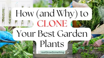 How to Clone Your Best Plants from the Garden (and Why) - Ep. 273