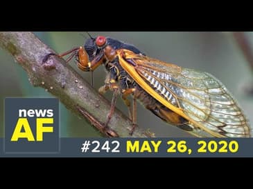 News AF LIVE - May 26, 2020