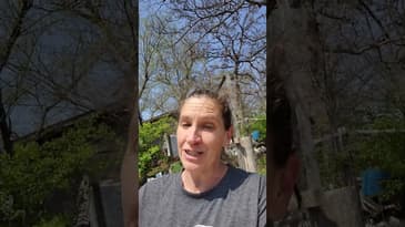 Why is everything so green after a rain? #garden