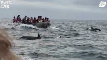 Pod Of Dolphins Spotted! Galápagos Islands with Globe Aware
