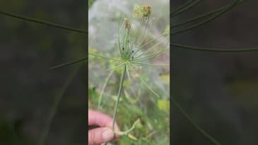 Black Swallowtail Butterfly larvae! 🦋 #gardening #butterflies #pollinators