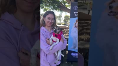 Best Dog Tricks Competition at Street Paws Festival | Newcastle