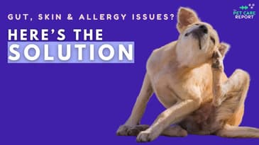 The #1 Remedy for Dog Inflammation, Gut, Skin & Allergy Issues