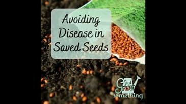 Avoiding Disease in Saved Seeds - Focal Point Friday