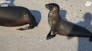The Cutest Pair On The Beach! Galápagos Islands with Globe Aware