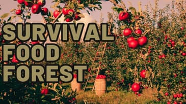 Fruit and Nut Trees For The Survival Garden