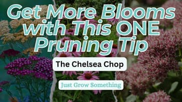 Get More Blooms with This One Pruning Tip: The Chelsea Chop - Ep 252