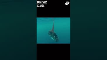 You're An Ocean Explorer ( Part 1)! Galápagos Islands with Globe Aware