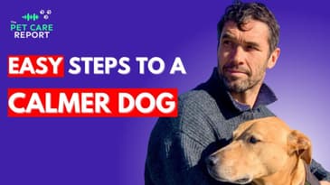 How To Train Your Dog To Be Calm - The Easy Way
