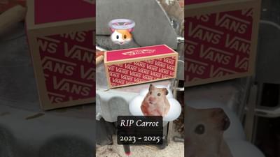 RIP Carrot the Hamster