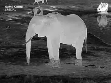 Night Vision - Hwange National Park - Game Count Zimbabwe with Globe Aware Oct 2025 Clip 3