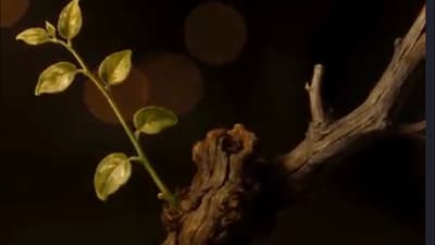 The Lamb & The Vine
