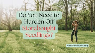 Hardening Off Homegrown and Storebought Seedlings - Ep. 291