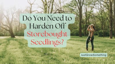 Hardening Off Homegrown and Storebought Seedlings - Ep. 291