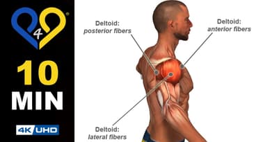 These 3 Dumbbell Moves Build Massive Shoulders Fast #p4p  #shoulderworkout