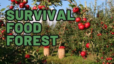 Fruit Trees Planting A Food Forest