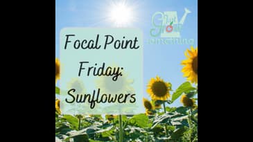 Focal Point Friday: Are Sunflowers Good or Bad for the Garden?