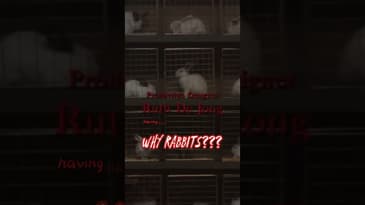 Why did they have rabbits in “Us”?