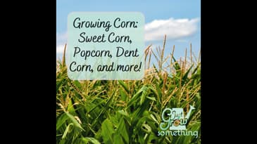 Ep. 143 - Growing Corn: Sweet Corn, Popcorn, Dent Corn and more