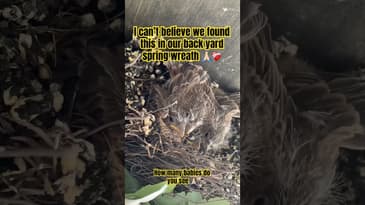 I can’t believe we found babies on the door! #shorts #parenting #mom #surprise