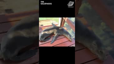 The Dock Has Been Taken Over! A Solo Spring Adventure in the Galápagos with Globe Aware ( Clip 21 )